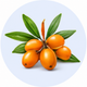 SEA BUCKTHORN