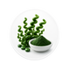 SPIRULINA